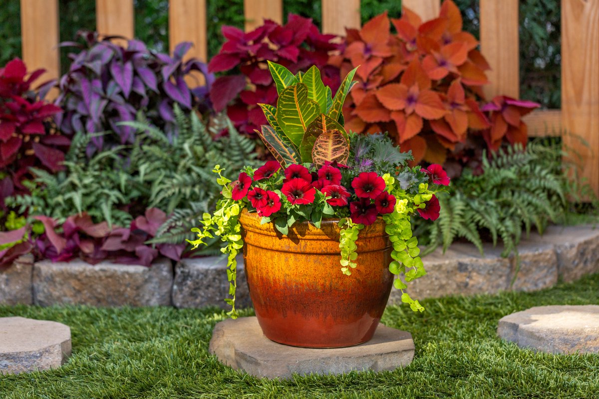 #Petchoa is a cross between petunia and calibrachoa! They bloom prolifically and stand up to colder weather and rain more sturdily than their ancestors. Try combining them with other colorful #fallplants to brighten up your patio and enhance your #seasonal décor!