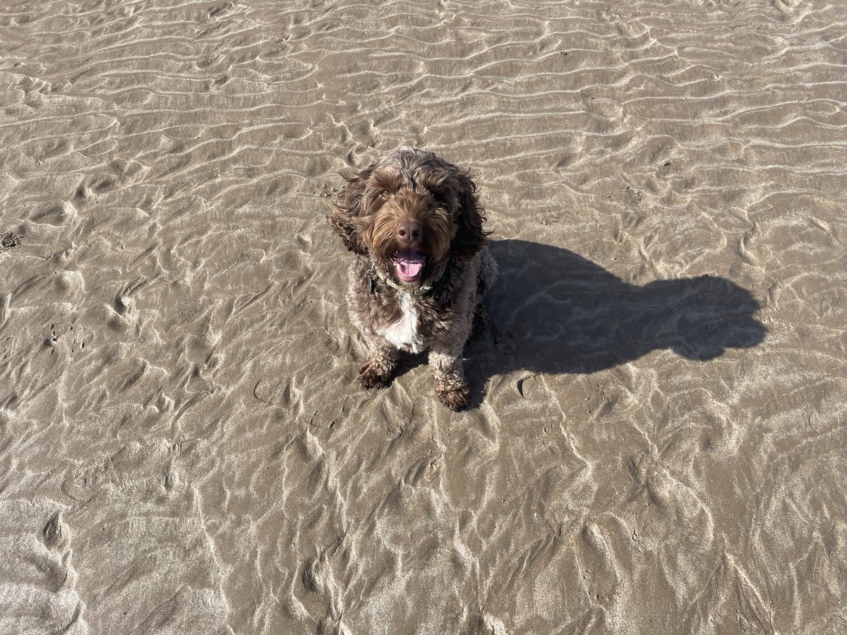 waltercockapoo tweet media