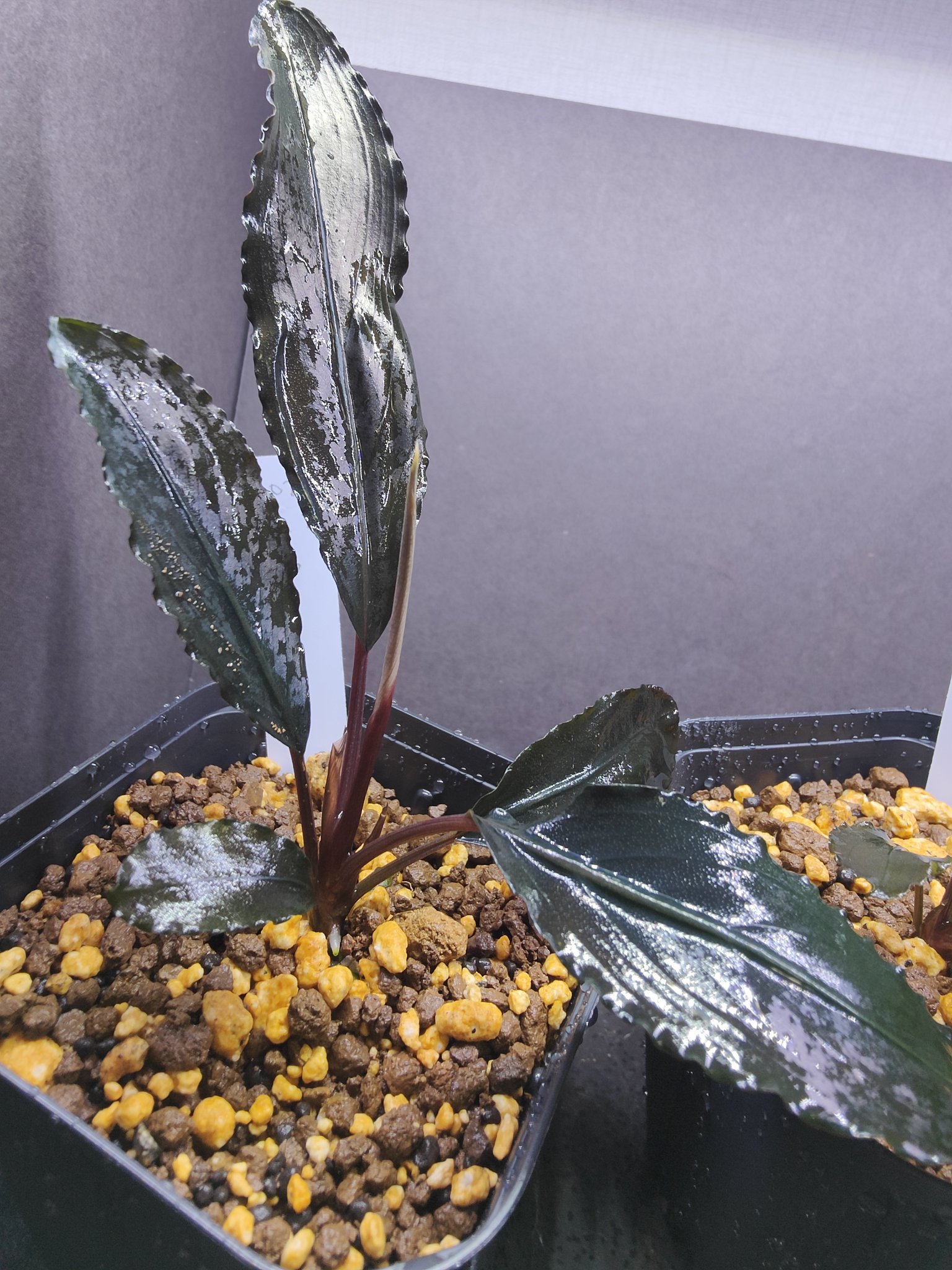 t*a様 【AZ便】Bucephalandra sp. \"Deep Purple t*a様 【AZ便】Bucephalandra sp. Deep Purple