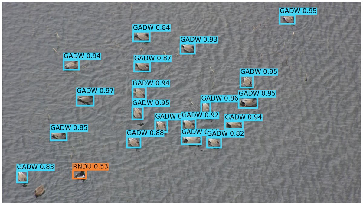 Kevin Ringelman (@kevinringelman) on Twitter photo Putting the finishing touches on our custom PyTorch machine learning algorithm that automatically enumerates and speciates ducks from drone imagery!
<a href="/LSUResearch/">LSU Research</a> <a href="/LSUAgCenter/">LSU AgCenter</a> <a href="/DucksUnlimited/">Ducks Unlimited</a> <a href="/NFWFnews/">National Fish and Wildlife Foundation</a> Putting the finishing touches on our custom PyTorch machine learning algorithm that automatically enumerates and speciates ducks from drone imagery!
<a href="/LSUResearch/">LSU Research</a> <a href="/LSUAgCenter/">LSU AgCenter</a> <a href="/DucksUnlimited/">Ducks Unlimited</a> <a href="/NFWFnews/">National Fish and Wildlife Foundation</a>