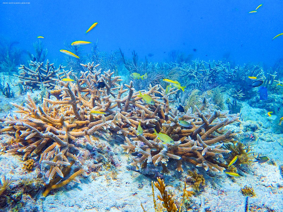 Ten genomic regions contribute to resilience against white band disease in the endangered Caribbean staghorn coral, a new Science study finds. The results could be used as a conservation tool.

📄: scim.ag/4jh
#SciencePerspective: scim.ag/4ji