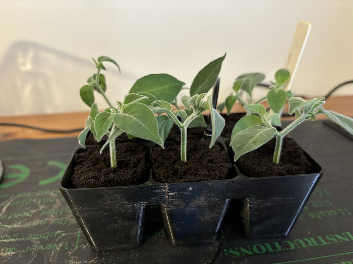 My overwintered C.Galapagoense plants haven’t thrived this season and haven’t really set fruit I am assume due to weather, so doing a bit of an experiment taking cutting to over winter if successful! #hotpepper #chillis #gardening #growyourown
