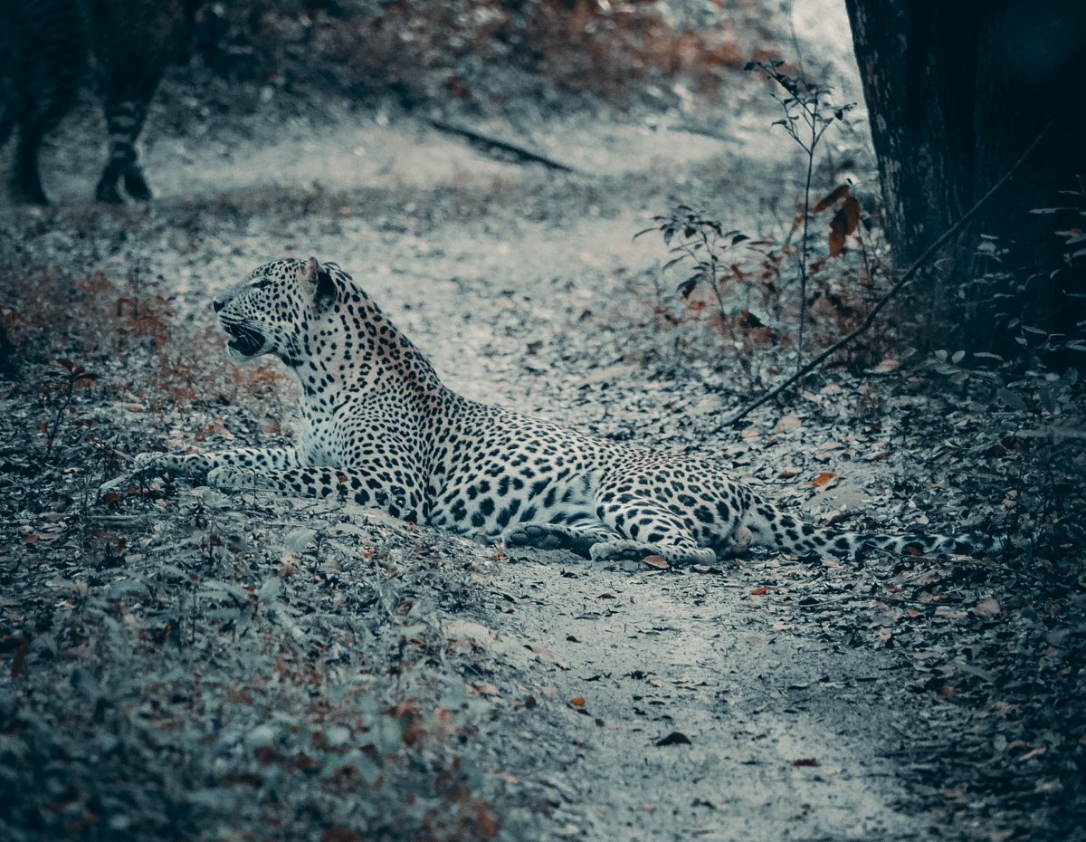 SDimutha's tweet image. Nature Photo Editing @JanithSilva1010 
#photography #photographer #PhotoEditing #videoeditor #GraphicDesign #NaturePhotograhpy #naturelover