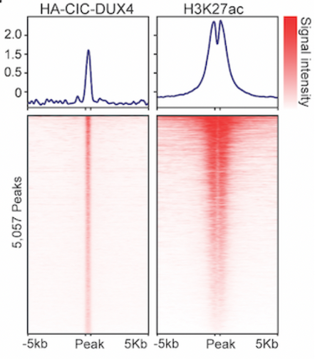 pghendrickson's tweet photo. So what did we learn? Well, for starters, CIC-DUX4 is a very potent oncogene which seems to behave as a neomorphic transcriptional activator in line with prior findings. https://t.co/0FHQC0lmLv