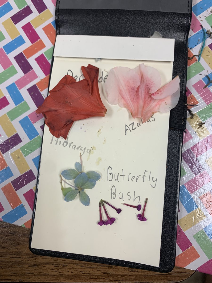 SpeasGlobal's tweet photo. Ms. Goliszek in #SpeasG5 did #TACOFriday (#TakeAChildOutside). Here is one class doing observations of nature in the courtyard. They were allowed to record their observations any way they wanted - descriptions, pictures, and even a poem! #DeeperLearning #Inquiry #IBPYP @wsfcs https://t.co/skUrODm6n8