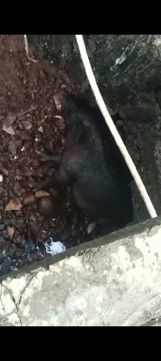 WorldSumo's tweet photo. How come kulgaon katrap offical allowed to do business of pig in the park area are they official paid commission for it or scared of mafia people the pig owner has,pig is been attack by dogs now they will come and hit dog for their loss.why no actions @Badlapur_BCF @healthkbmc https://t.co/Qjyiqu3M0I
