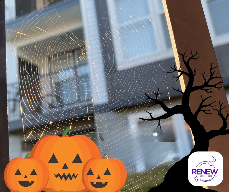 renewcleanup's tweet photo. ATTENTION...to Detail! Halloween is coming! 🕯️🎃

If you'd like a 𝐜𝐥𝐞𝐚𝐧 𝐡𝐨𝐦𝐞 before Trick-or-Treating begins, book a cleaning with us SOON! 🌎 https://t.co/MIdBtgMq3g

#arlingtonwa #marysvillewa #everettwa #lakestevenswa #mukilteowa #lynnwoodwa #edmondswa https://t.co/PfQWJL8JHe
