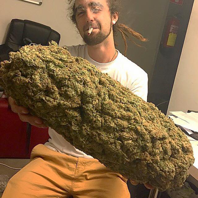 DankSinatraIVXX's tweet photo. Cutting back to a nug a day 👇🏼
#cannabisgrower https://t.co/wxLjKcXARw