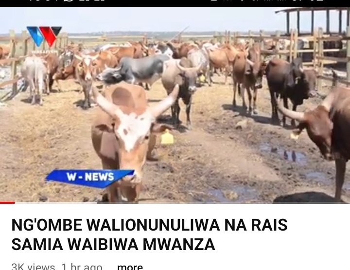MakeynovelsInc's tweet image. Inaripotiwa kuwa ng&apos;ombe zaidi ya 600 za rais SSH zimeibiwa katika shamba la kunenepeshea Wilayani Misungwi mkoani Mwanza. Rais Samia alinunua ng&apos;ombe hao na kuwakabidhi vijana 60 wanaochukua mafunzo ya mifugo ili kuwanenepesha na kuwauza na kujikwamua kiuchumi.

Una Neno?