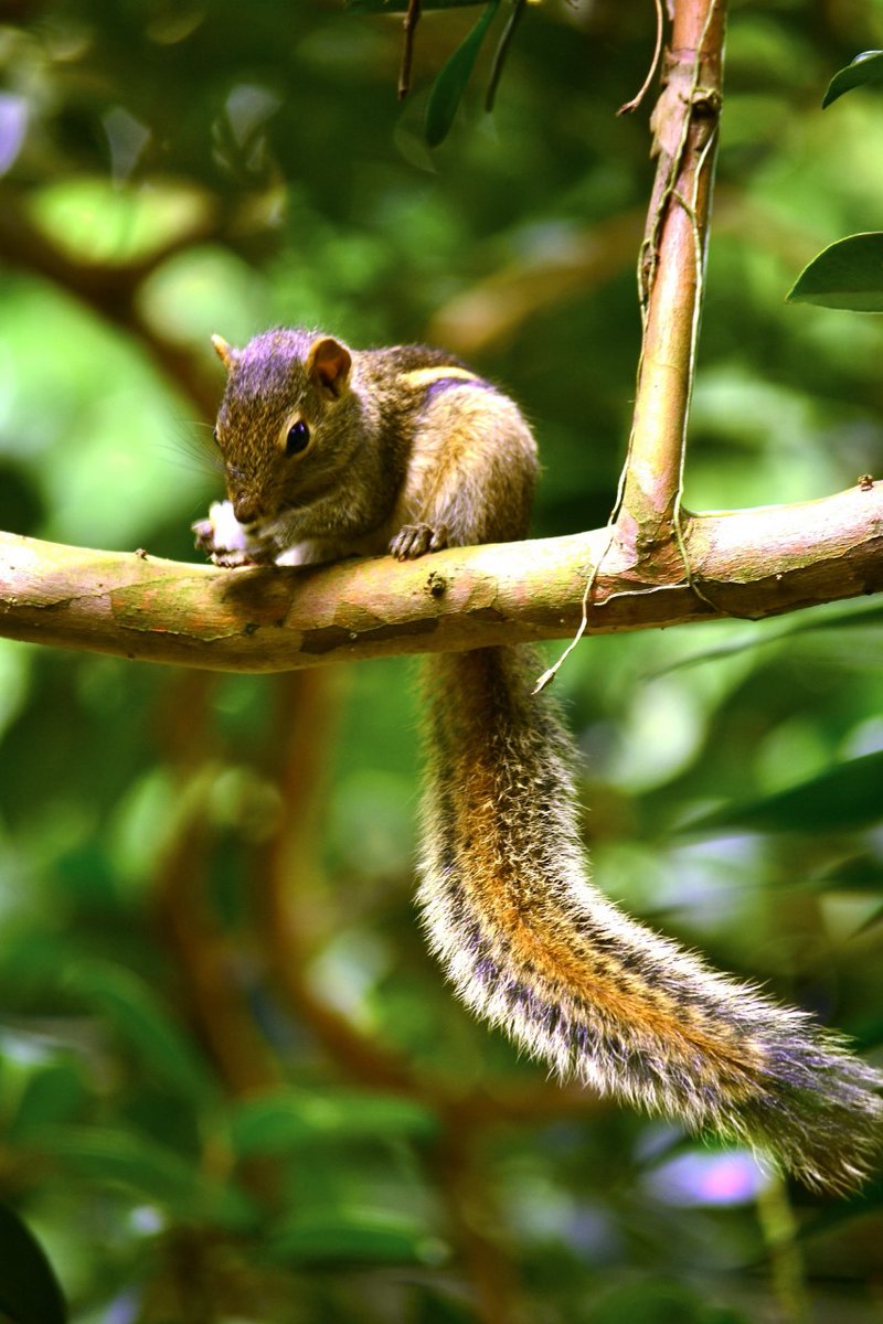 SDimutha's tweet image. Nature Photo Editing @JanithSilva1010
#photography #photographer #PhotoEditing #videoeditor #GraphicDesign #NaturePhotograhpy #naturelovers