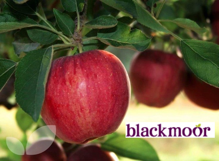 Bare root and potted fruit trees from the UK's leading specialist fruit Nursery. Top quality fruit plants for sale online. blackmoor.co.uk