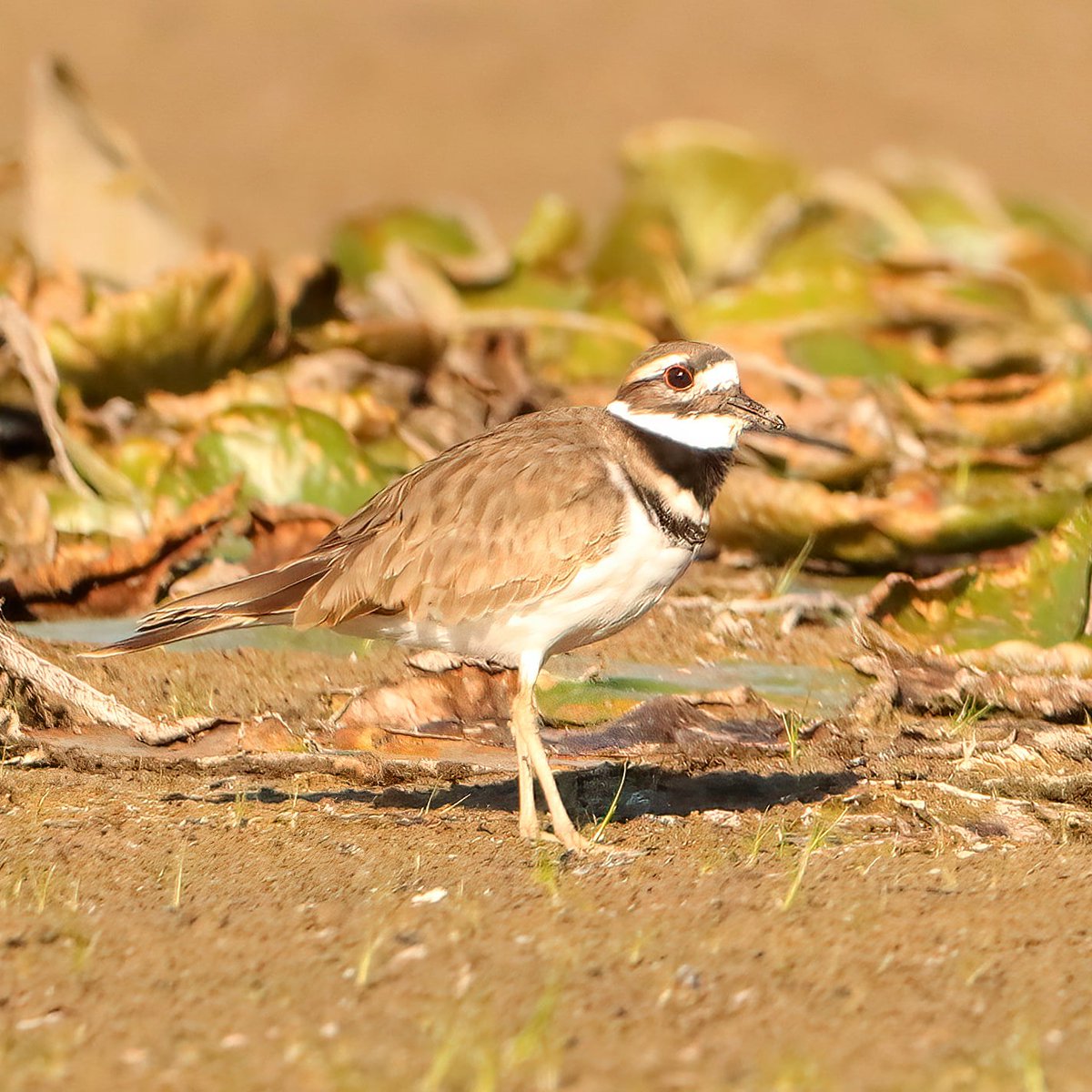 birdhouse_love's tweet photo. We came across a ponderance of plovers at the Spring Valley Wildlife Area yesterday afternoon!
#ponderanceofplovers #plovers #plover #killdeer #killdeerbird #killdeers #birdwatching #springvalleywildlifearea #springvalley #wetlands #marsh #marshlands #ohiobirding #ohiobirdworld https://t.co/o3ZArXLRrR