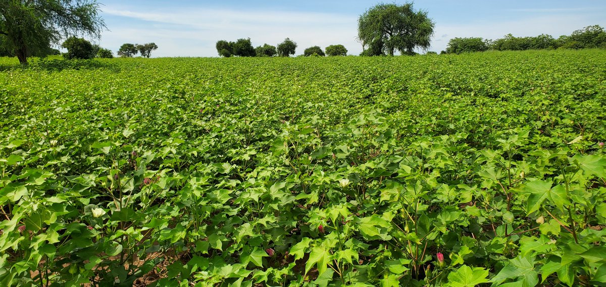 AnyidiRobert's tweet photo. Cotton farming as cash crop in Geolly Investments Limited MIxed Farm.. https://t.co/2MOGE1DkWa