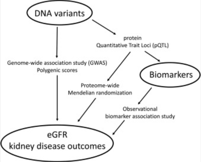 Matt Lanktree | #NephroGenetics (@mattlanktree) on Twitter photo Proud to share our labs latest <a href="/Kidney_Int/">Kidney International</a> publication! Still waiting on the proof, but now online while in press.
Proteome-wide Mendelian randomization searching for causal biomarkers of kidney disease
kidney-international.org/article/S0085-… Proud to share our labs latest <a href="/Kidney_Int/">Kidney International</a> publication! Still waiting on the proof, but now online while in press.
Proteome-wide Mendelian randomization searching for causal biomarkers of kidney disease
kidney-international.org/article/S0085-…