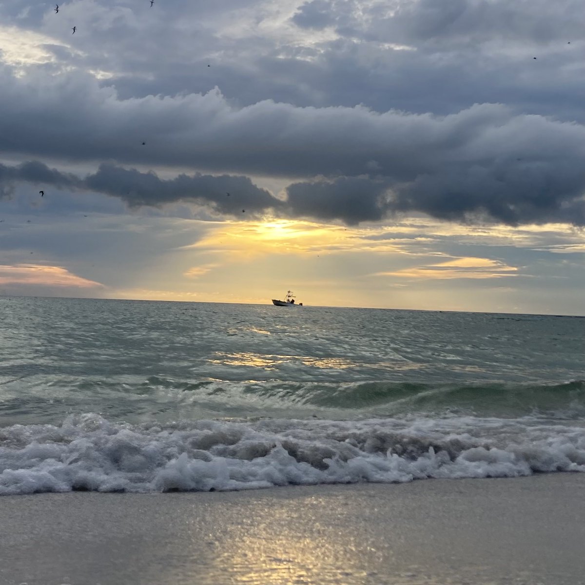 Island Unique tweet media