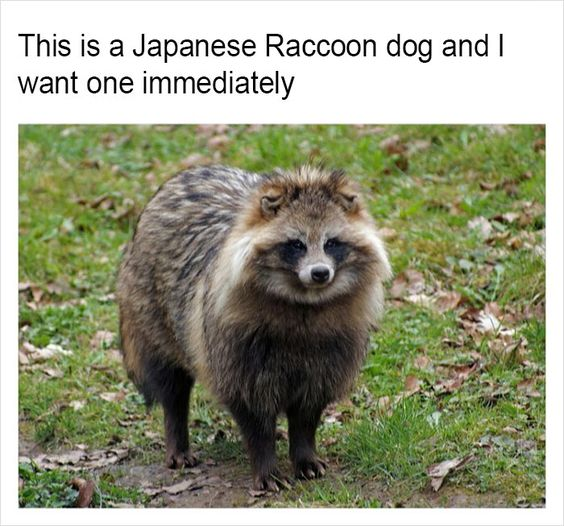WholesomeMeme's tweet photo. https://t.co/kqi2ytG1GI