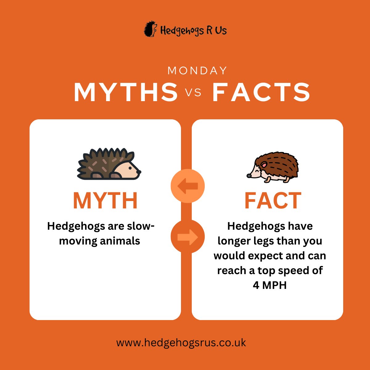 Hedgehogs R Us tweet media