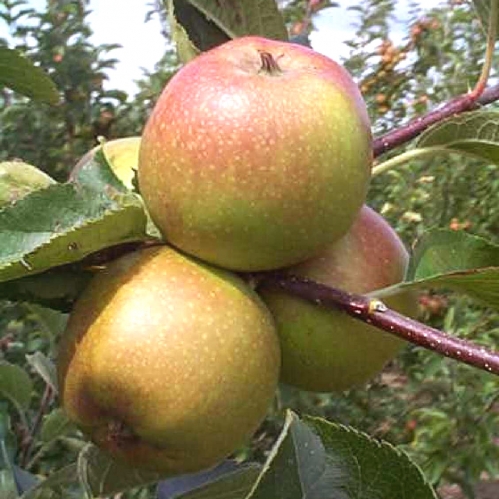 Dessert Apple Ashmead's Kernel fruit trees- This variety is nearly 300 years old and still regarded as one of the best late dessert apples. The yellow flesh is crisp and the flavour is rated as superb. 
blackmoor.co.uk/apple-ashmeads…