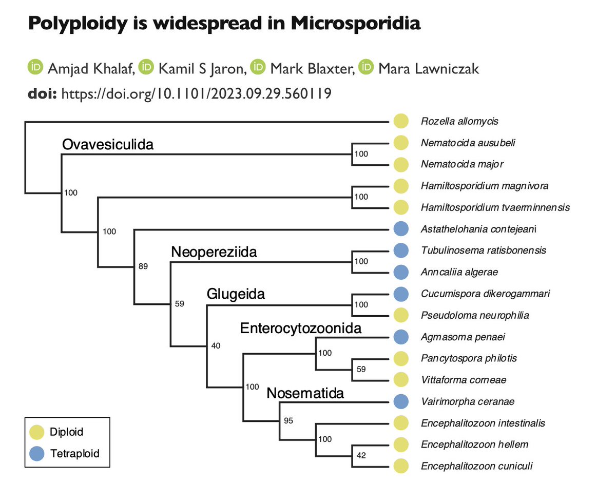 First preprint of my PhD is out! We survey all publicly available microsporidian datasets on the SRA and show that polyploidy is widespread in Microsporidia!  biorxiv.org/content/10.110…