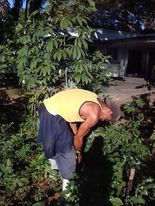 CISDorado's tweet photo. Operario de mantenimiento en la recogida de alimentos para garantizar la alimentación en niños/as y trabajadores.@niurdisreyes,@RaulSamon,@dpestgo https://t.co/mLbXe1NEGi
