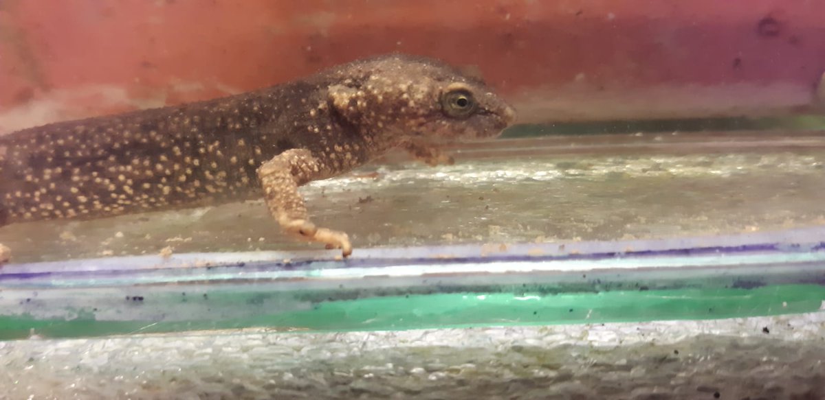Kafka_project's tweet photo. New blog post by @i_tsst on her stay in Moulis while chasing dragons in collaboration with @AnthonyHerrel and Olivier Guillaume SETE @CNRS  https://t.co/72rRDTvEFF https://t.co/pq7UrLSZFL