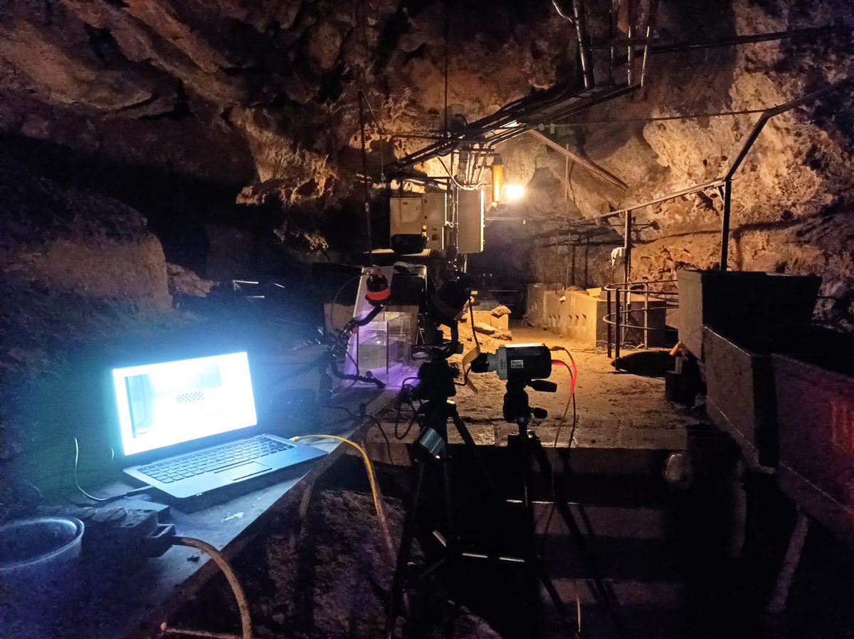Kafka_project's tweet photo. New blog post by @i_tsst on her stay in Moulis while chasing dragons in collaboration with @AnthonyHerrel and Olivier Guillaume SETE @CNRS  https://t.co/72rRDTvEFF https://t.co/pq7UrLSZFL