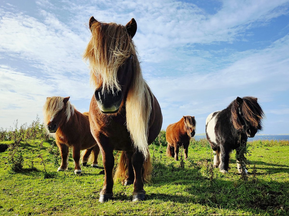 Shetland ponies looking like an 80's band on a photoshoot #Shetland