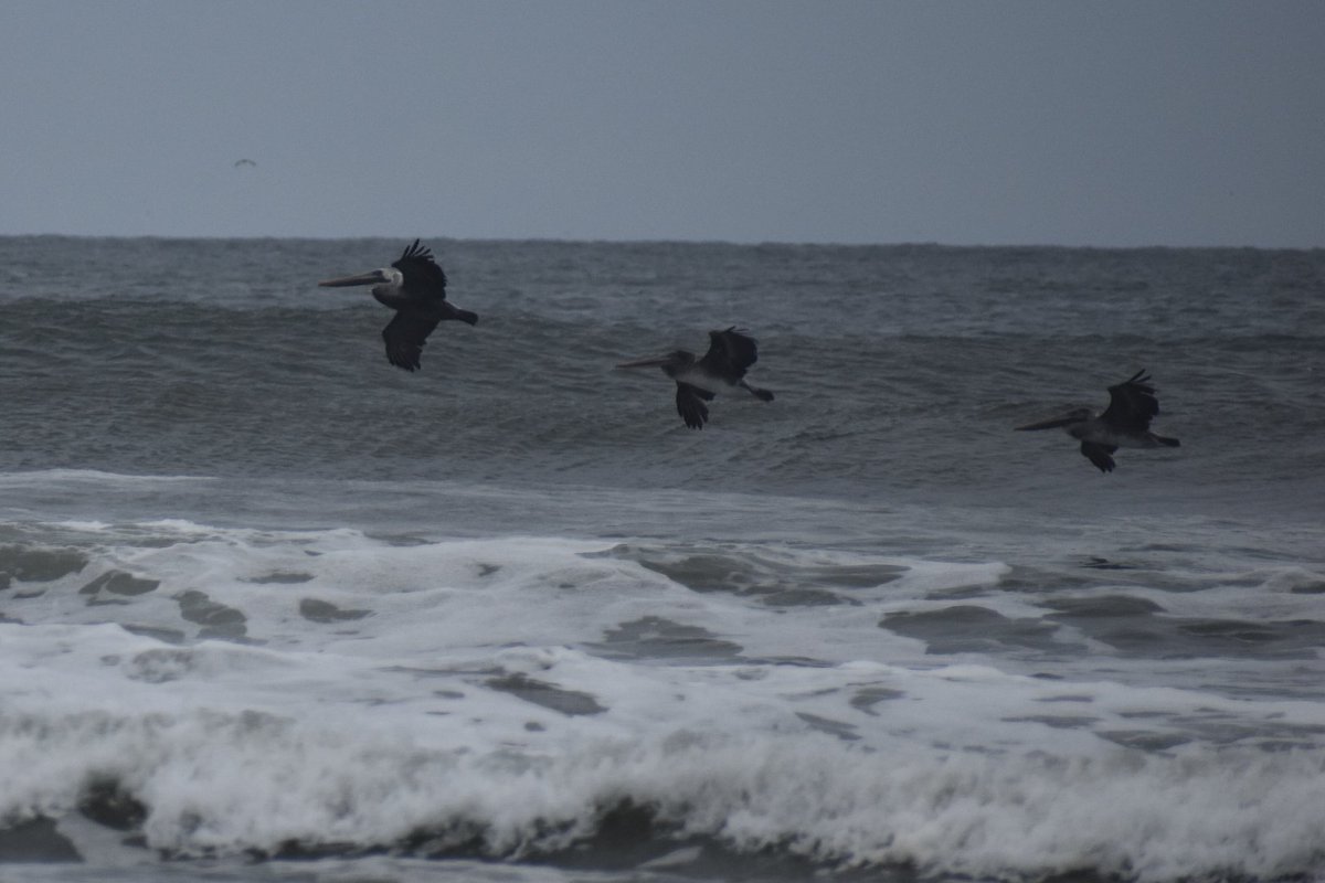 #CopalisBeach #BrownPelicans #WashingtonCoast