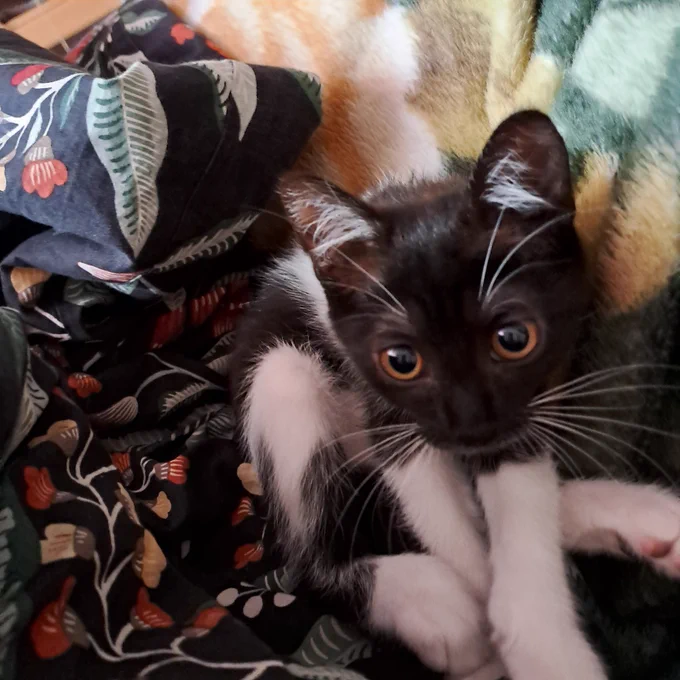 kitty update!! 