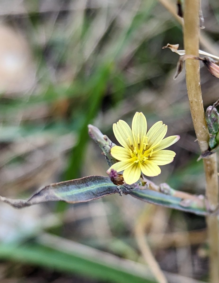 From Dr Barry Yates - 'Least Lettuce is still flowering during mornings in early October!' It's the rarest plant @ryeharbour_NR but very hard to find on the Beach Reserve as its flowers are small and only open in the mornings!