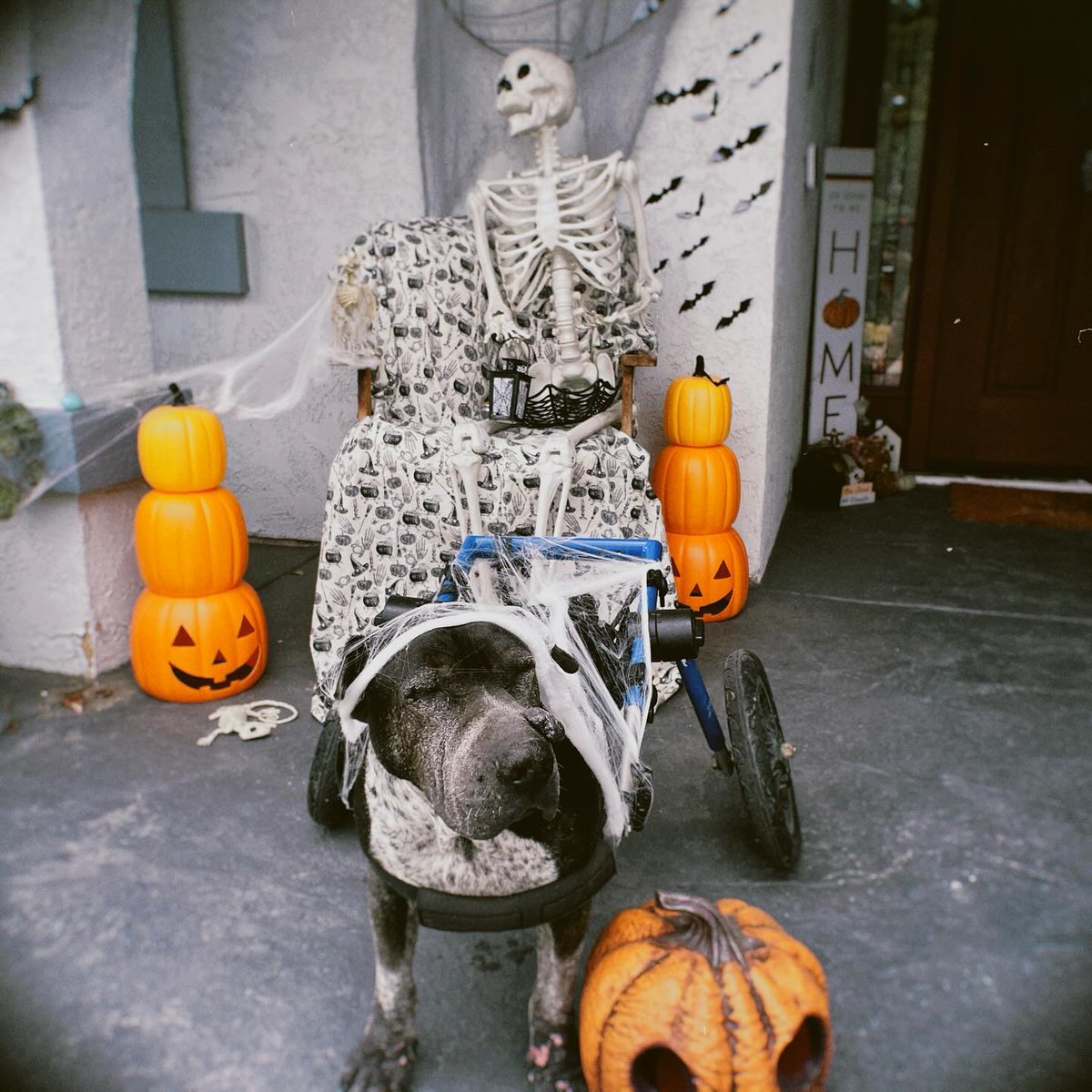 Walkin' Pets tweet media