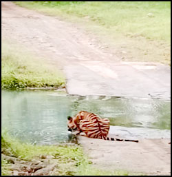 पहले दिन 413 पर्यटकों ने पन्ना टाईगर रिजर्व का लिया आनंद, हुआ टाईगर से दीदार navabharat.com/nbwp/?p=143720

#पन्नाटाईगररिजर्व #पन्ना 
#Panna #Chhatarpur #Tiger #PannaTiger #Pannanationalpark #Pannatigerreserve #MPTourism #Bengaltiger #Indianleopard #MadhyaPradesh #News #Navabharat