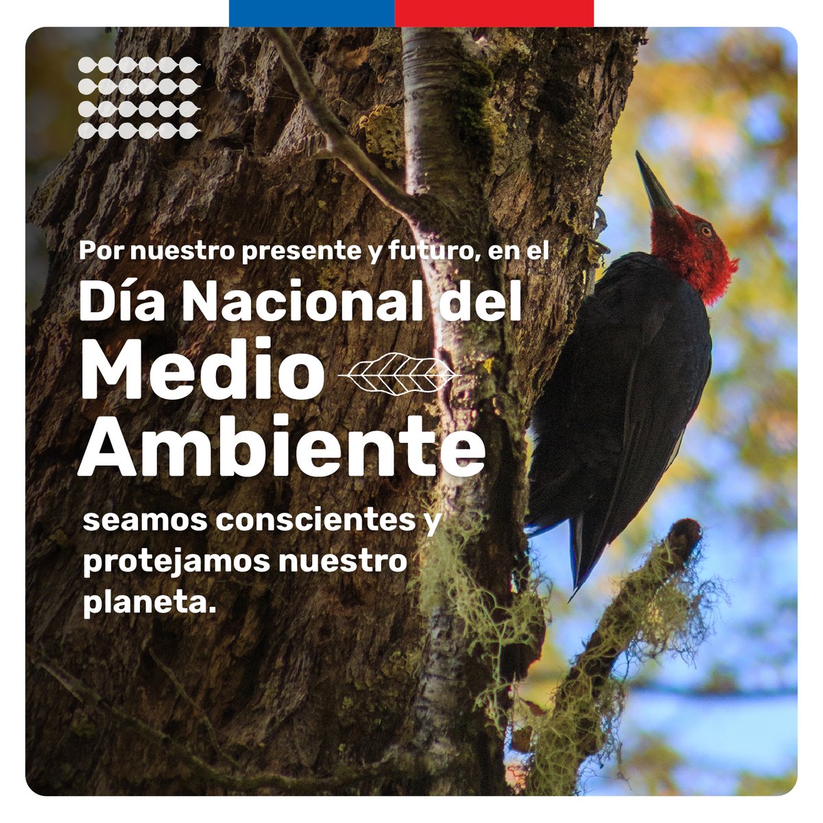 Superintendencia del Medio Ambiente tweet media