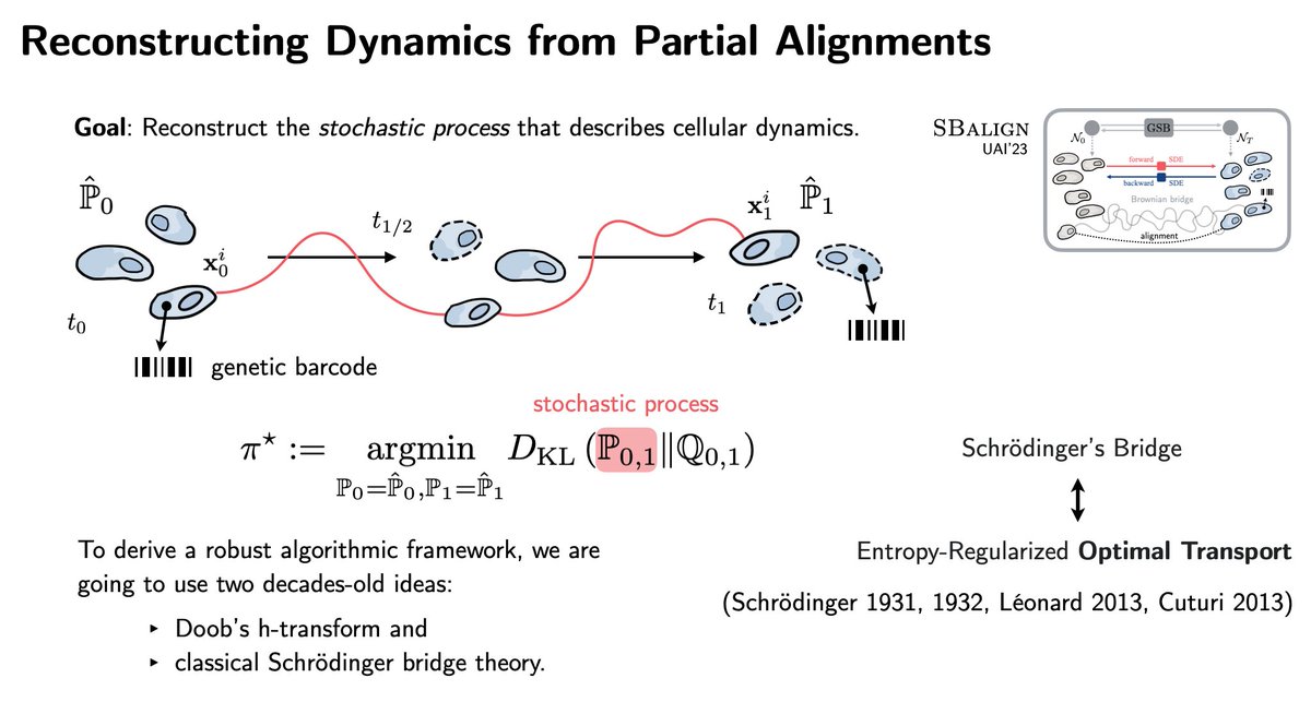 Lastly, building on SDE theory, diffusion models, and flow matching, #SBalign combines OT with powerful score-matching architectures.
Taking advantage of #biotech innovations such as DNA barcoding, we infer continuous single-cell dynamics from snapshots!

openreview.net/pdf?id=BkWFJN7…