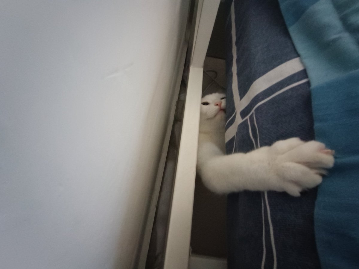 dfslgc's tweet photo. 🐱 https://t.co/cWtLb7Gyfy