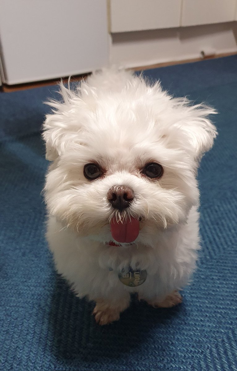 kankayaya's tweet photo. 강아지는 어떻게 매일 귀엽지 https://t.co/qUMMn5ulnr