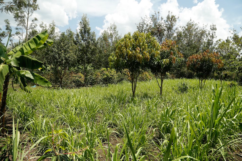 FLARE Network tweet media