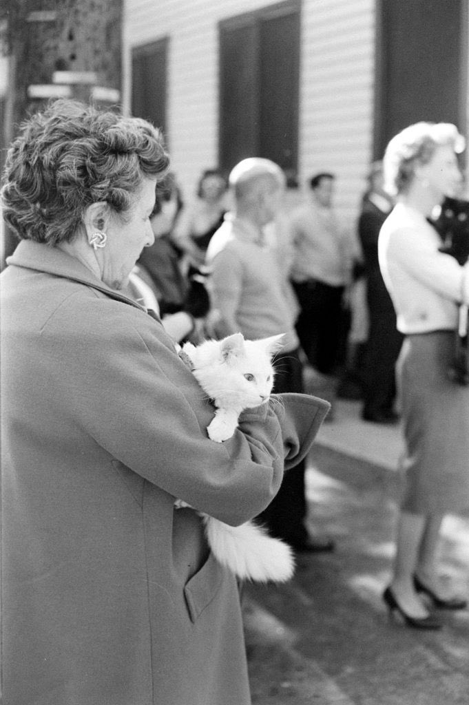 gothspiderbitch's tweet photo. Don’t forget the one lady who said “fuck the rules” and brought her white cat. https://t.co/7TtjH8geqW