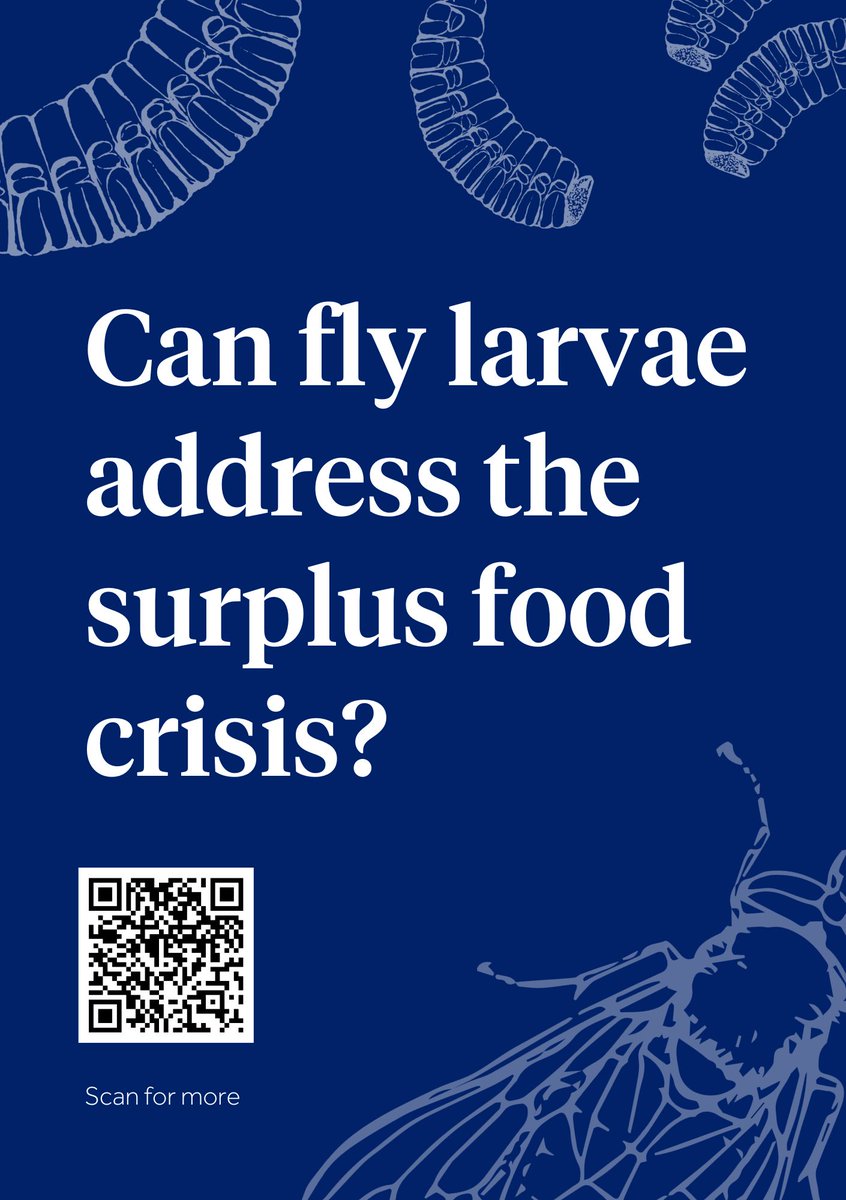 🪰 Can fly larvae solve the surplus food crisis? 

We're looking forward to sharing how @HarperAdamsUni is working with industry to turn surplus food in to livestock supplements this weekend @newscientist @newscievents 

#SustainableFuture #foodsecurity #futurefood