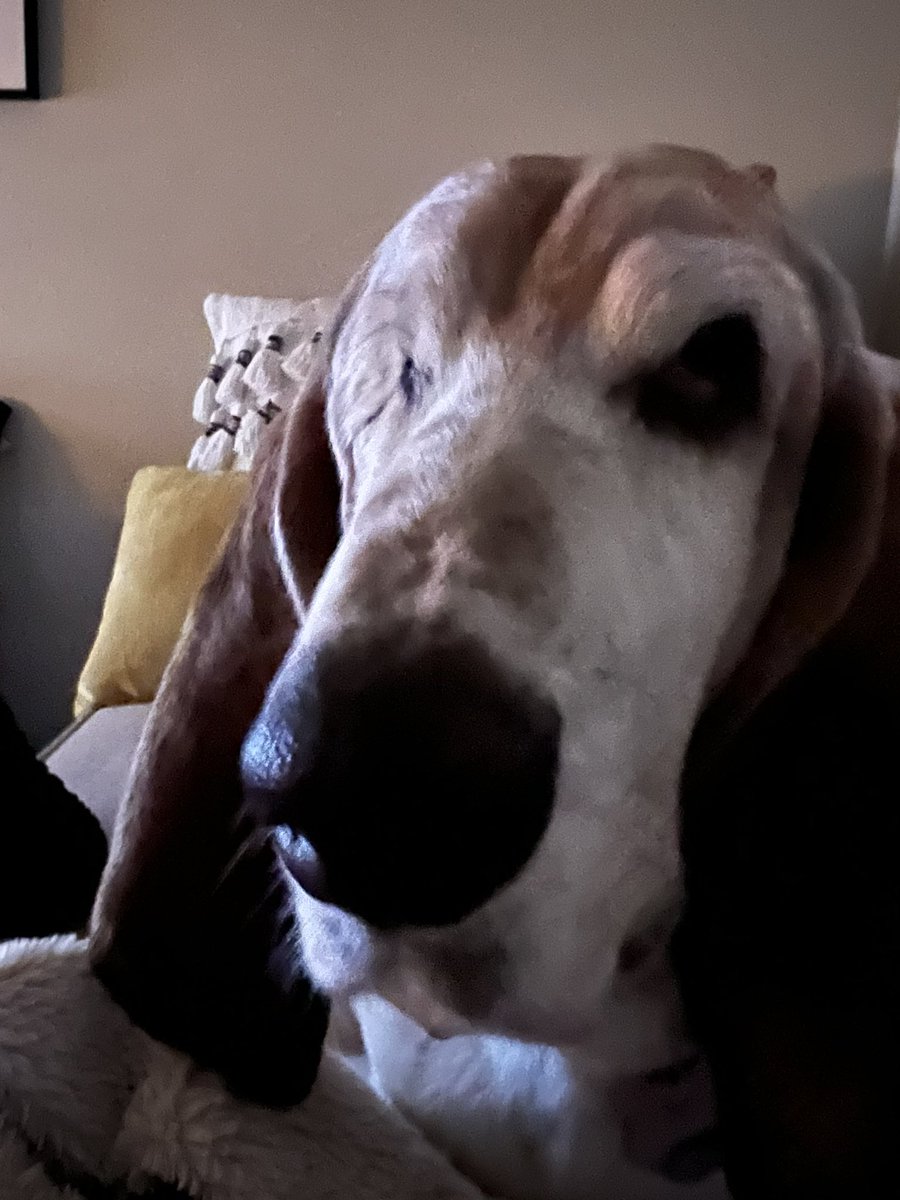 Macy The One Eyed Basset tweet media