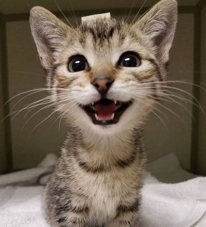 /ᐠ. ｡.ᐟ\ (@taehyunizip) on Twitter photo 