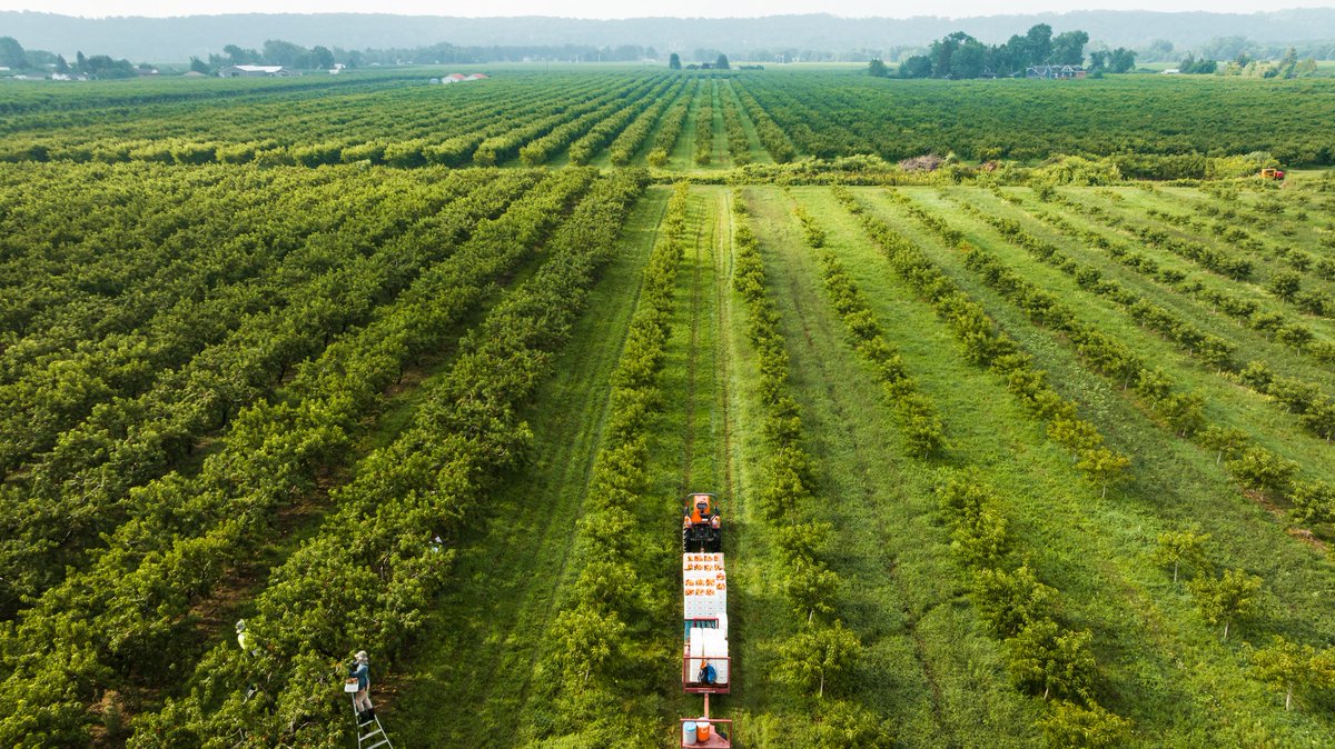 greenbeltca's tweet photo. It's #OntarioAgWeek!  This week is dedicated to the abundance of food our farmers produce, the hard working people in the industry, the rural communities it supports, and the economic engine it fuels.

The #Greenbelt is proud to support agriculture in this province. https://t.co/m316d2Mr0h