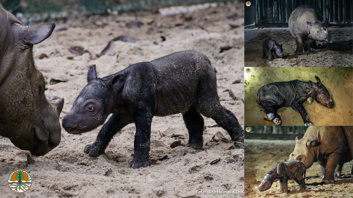 savetherhino's tweet photo. 📣 Great news! A new female Sumatran rhino has been born in Indonesia!🦏 💛 
Find out more: https://t.co/ZkeTL0oQhG

#RhinoNews #SumatranRhino https://t.co/x42uGJgZck