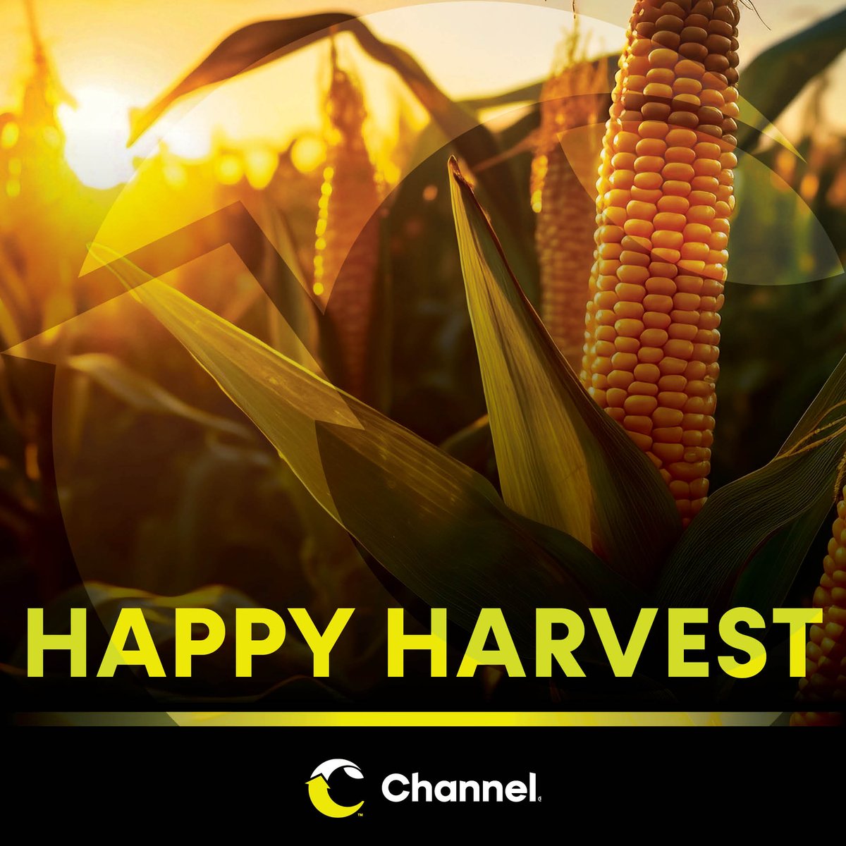 Channel Seed tweet media