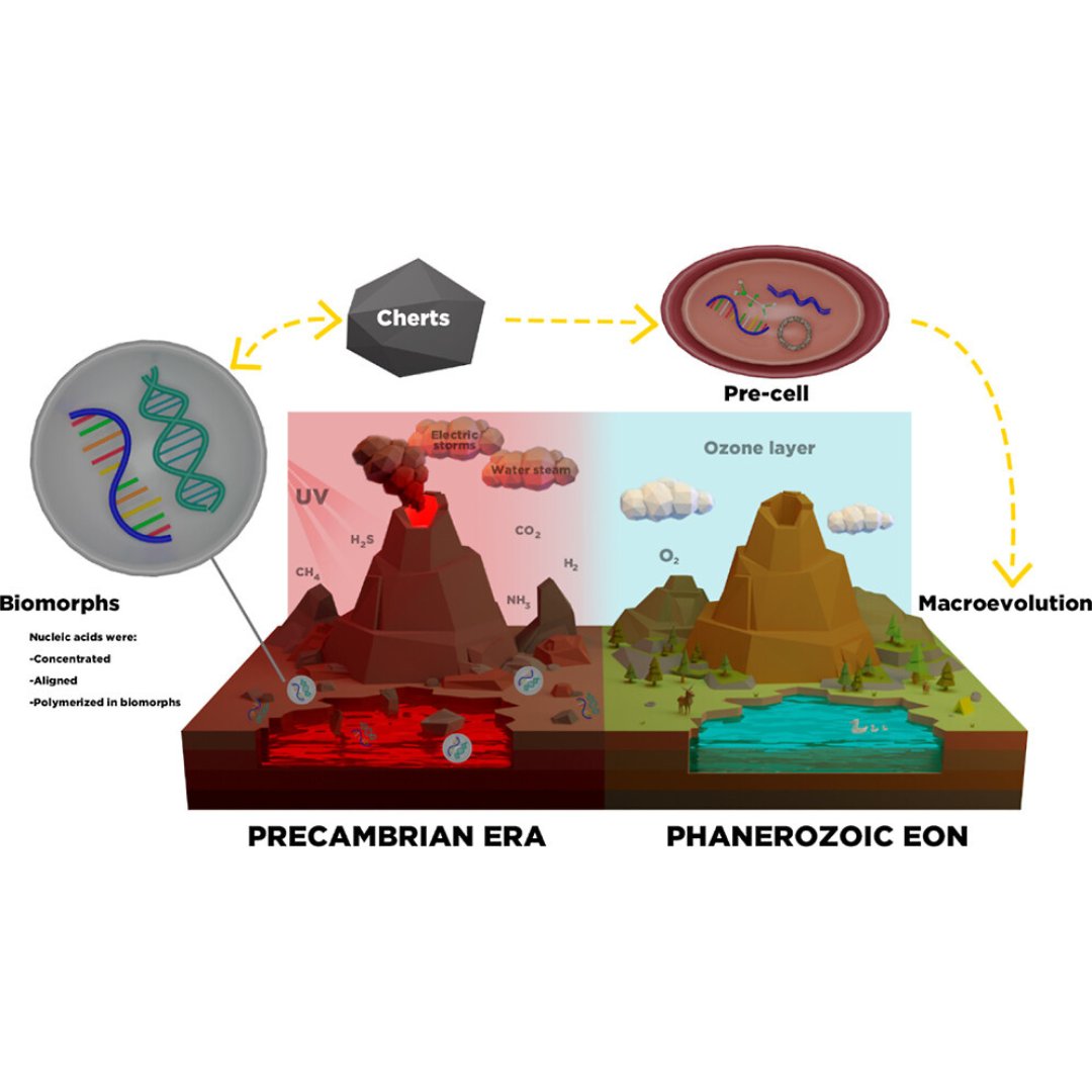 ACS_Omega's tweet photo. ▶️ New Insights on the Origin of Life: The Role of Silico-Carbonates of Ba (II) to Preserve DNA against Highly Intense UV Radiation
👥 Mayra Cuéllar-Cruz
Check it out 👉 https://t.co/cr4jHLGLXD
@UdeGuanajuato #DNA #genesis #biomorphs #radiation https://t.co/Brd7boJ8uA