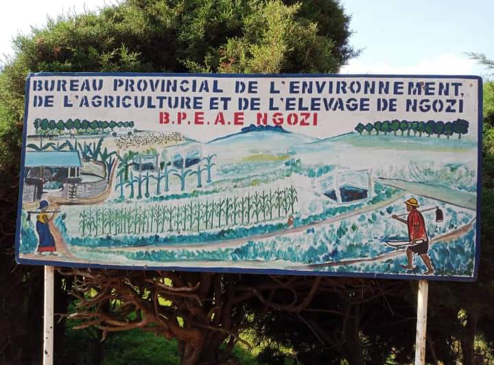 MagazineJimbere's tweet photo. 🔴🌱 Plus de 5 hectares de champs de maïs et de haricots dans les marais de la zone #Rukeco en commune #Busiga (@NgoziProvince) ont été emportés par les eaux de ruissellement, après les fortes pluies de ce 01/10/2023. Tous les dégâts ne sont pas encore connus mais beaucoup d'autres champs dans le marais de Nyakijima ont été également endommagés, selon le directeur du BPEAE #Ngozi
#Burundi #climatechange