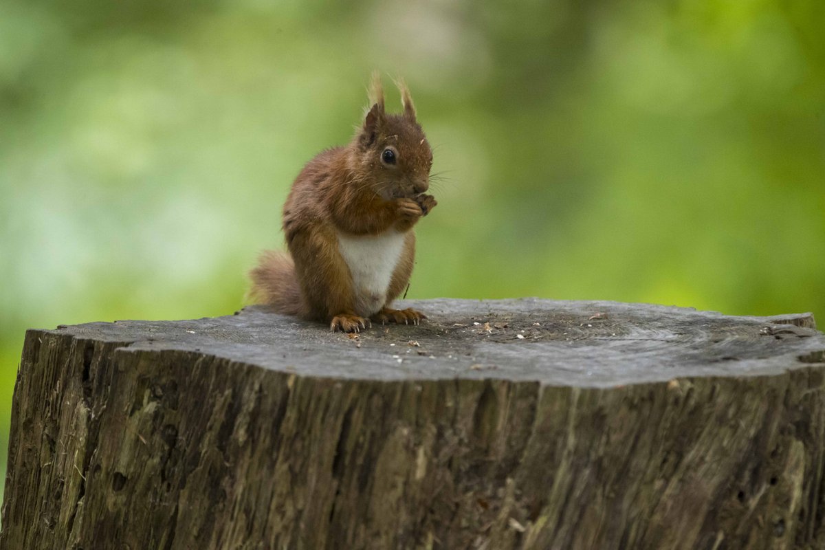 Seeing a Red Squirrels was once a rare occurrence, but thanks to a re-introduction programme more than 100 of them now call @PlasNewyddNT home. Find out more and plan your visit to see them this #RedSquirrelAwarenessWeek here: bit.ly/2VItNRH