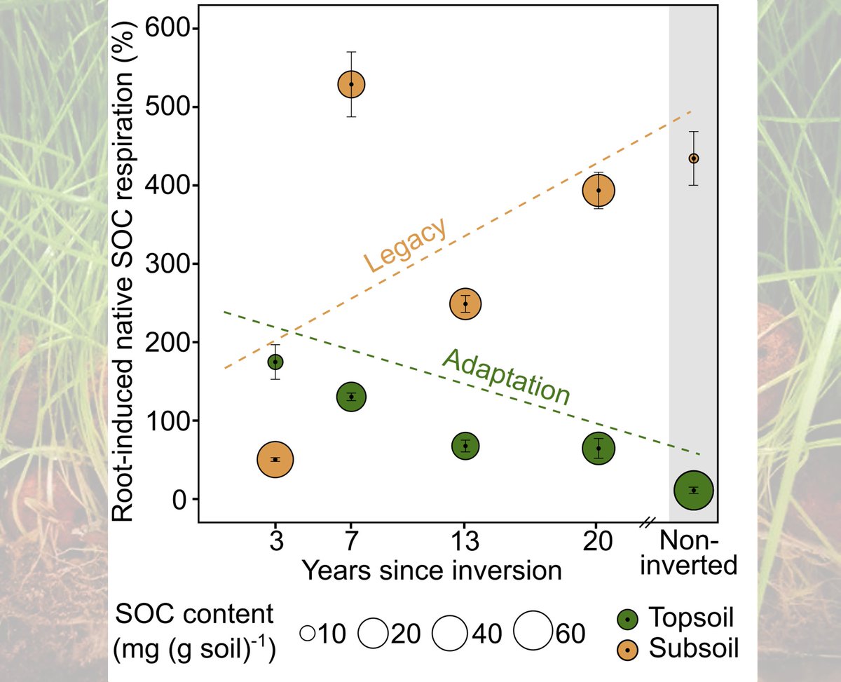 Marcus Schiedung (@mschiedung) on Twitter photo Can soils adapt to root carbon inputs and what does this mean for losses of native carbon and net changes?
We discuss that adaptation and legacy effects prevent soil carbon losses with priming in our new paper <a href="/NatureGeosci/">Nature Geoscience</a>
➡️nature.com/articles/s4156…
In a nutshell: Can soils adapt to root carbon inputs and what does this mean for losses of native carbon and net changes?
We discuss that adaptation and legacy effects prevent soil carbon losses with priming in our new paper <a href="/NatureGeosci/">Nature Geoscience</a>
➡️nature.com/articles/s4156…
In a nutshell: