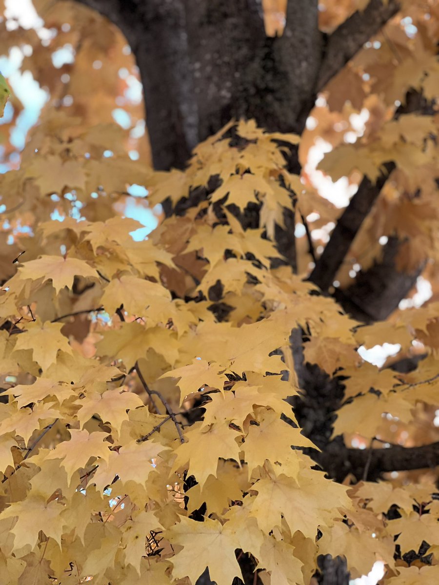 Tess McKeever-Voecks tweet media