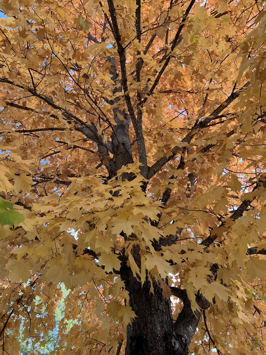 Tess McKeever-Voecks tweet media